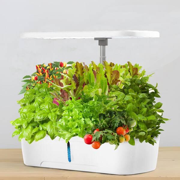 A hydroponic garden.