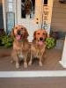 dogs on a porch
