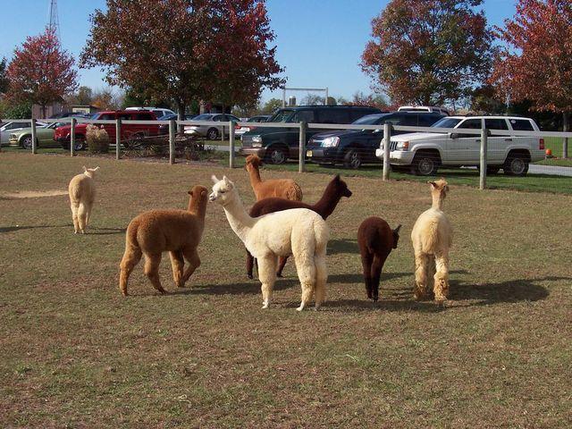 Photo of Alpacas from Eastland Alpacas website
