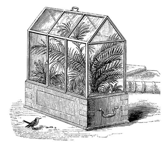 illustrated picture of a terrarium